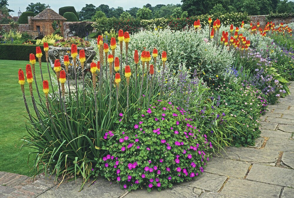 Pianta di Kniphofia 