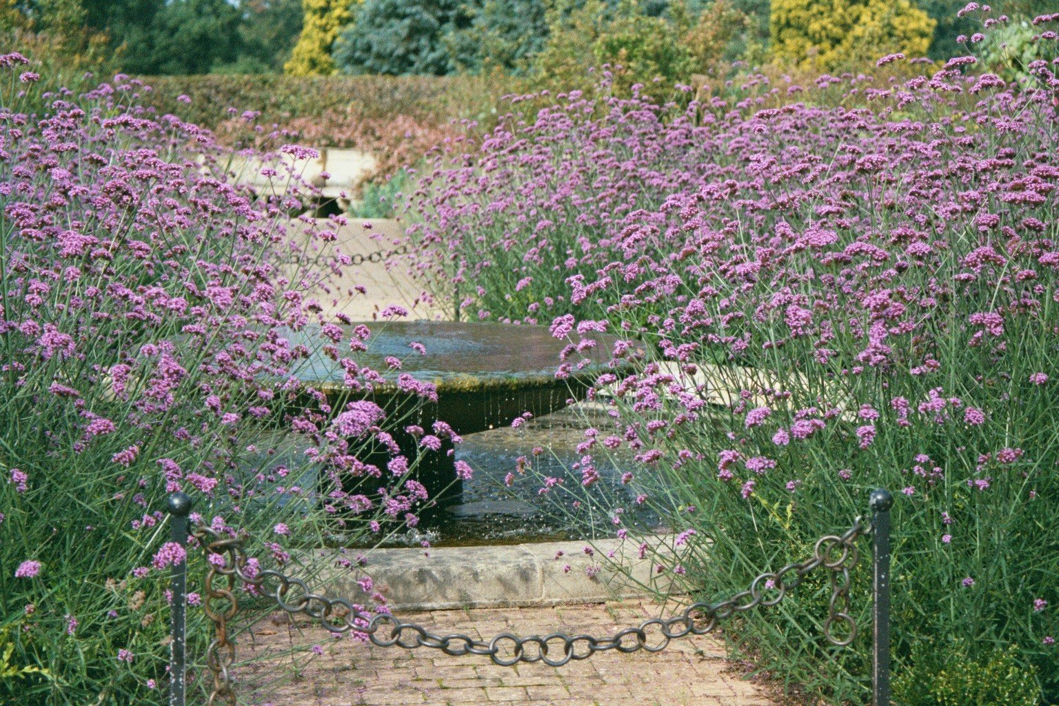 Pianta della verbena bonariensis