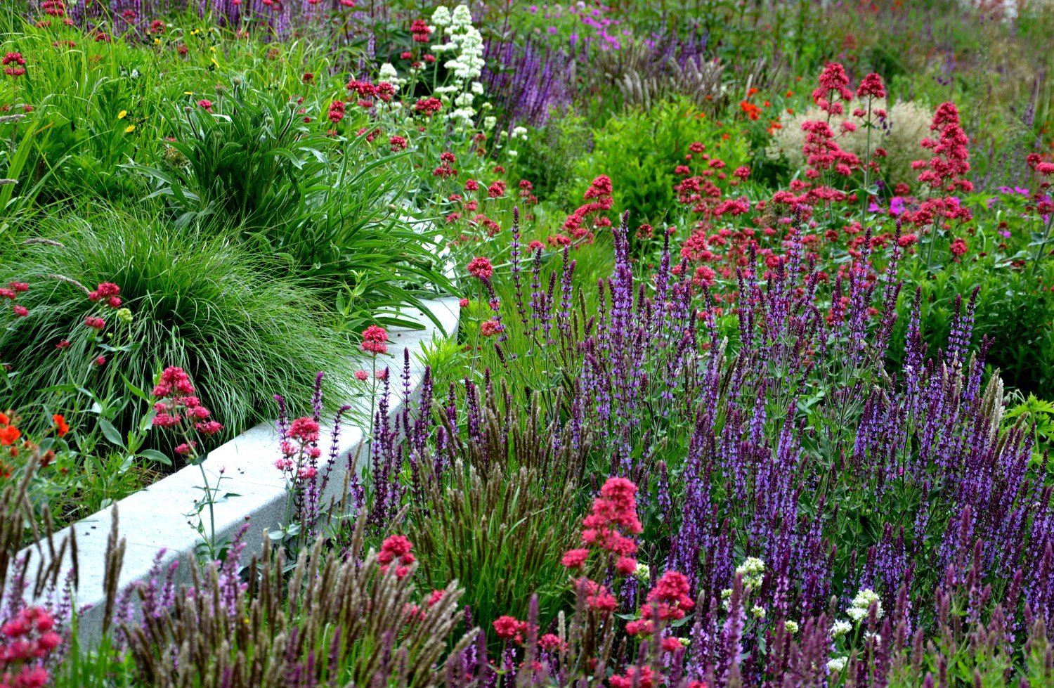 I fiori alti possono essere una vera risorsa per il tuo giardino