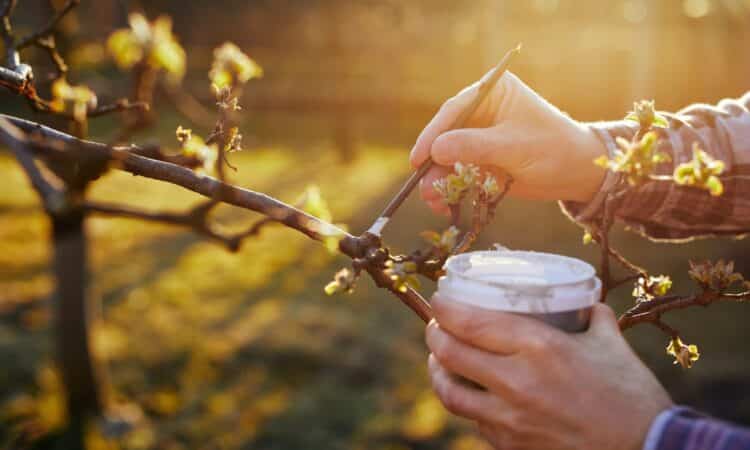 Potatura autunnale degli alberi da frutto: quando e perché, consigli e strumenti