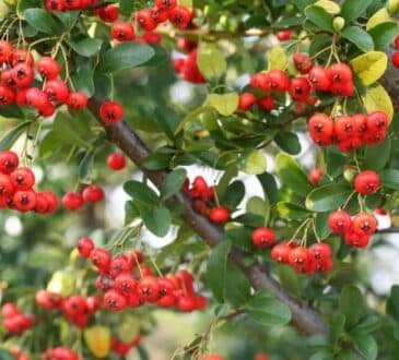 Prima&dopo: come hanno allestito una terrazza di 65 metri quadrati come un giardino, con piante giapponesi, magnolia, lamponi e arbusti