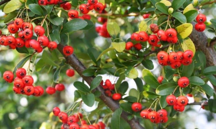 Prima&dopo: come hanno allestito una terrazza di 65 metri quadrati come un giardino, con piante giapponesi, magnolia, lamponi e arbusti