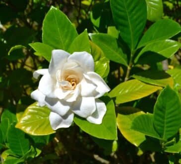 Quali fiori non piantare accanto alle verdure se vuoi avere un altro ricco raccolto