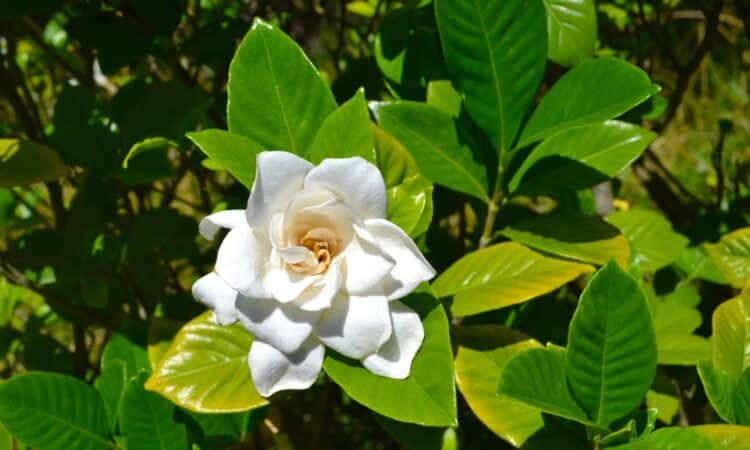 Quali fiori non piantare accanto alle verdure se vuoi avere un altro ricco raccolto