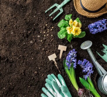 Quali fiori primaverili puoi piantare nel tuo giardino per avere più colore possibile