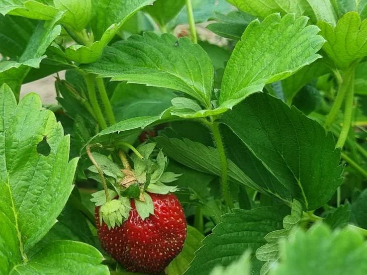 Quando Dove E Come Piantare Le Fragole I Consigli Di Un Agronomo Per