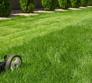 Quanto tempo germoglia l'erba, quando zollarla in primavera e 6 passaggi per un prato sano