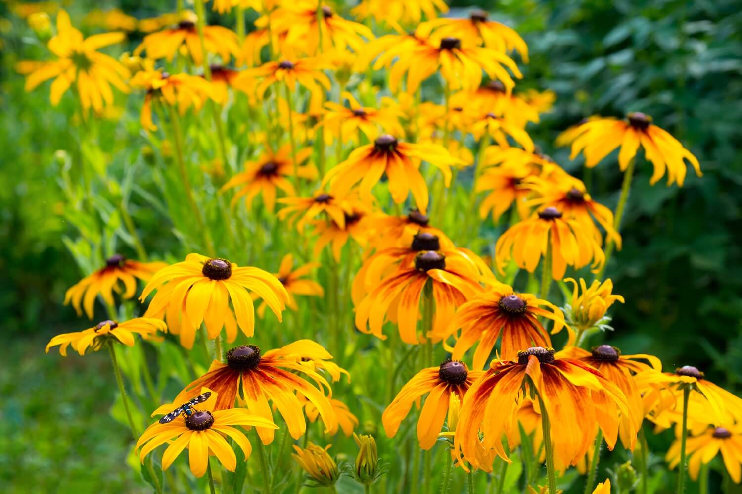 Rudbeckia (1)