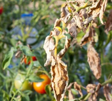 Spruzzare i pomodori con bicarbonato di sodio: come fare e come preparare la soluzione