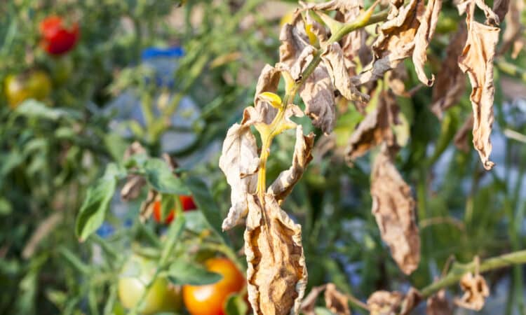 Spruzzare i pomodori con bicarbonato di sodio: come fare e come preparare la soluzione