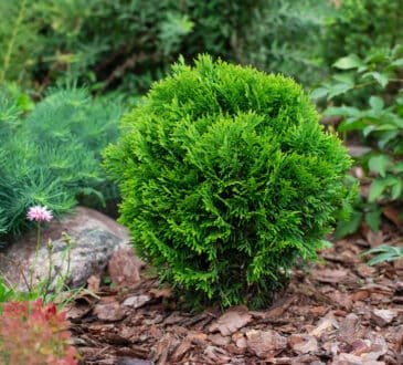 Tipi di Thuja: specie, varietà e consigli per la cura