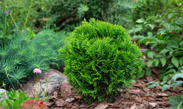 Tipi di Thuja: specie, varietà e consigli per la cura