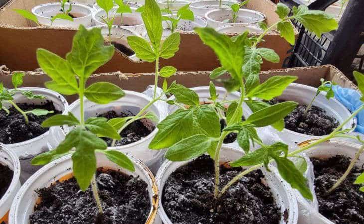 Versalo sotto le piantine di pomodoro: gli astuti residenti estivi conoscono il segreto di un ricco raccolto