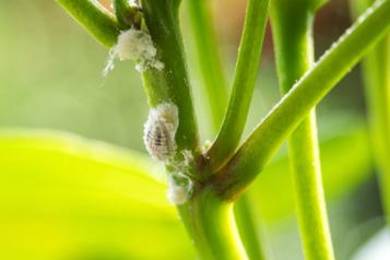 cocciniglie, parassiti delle piante