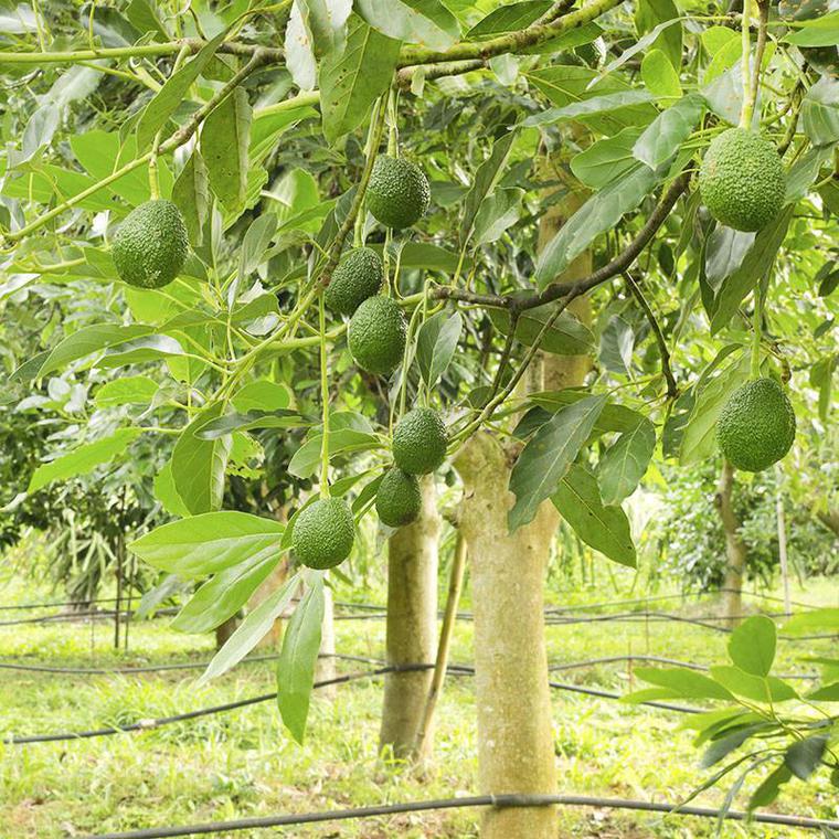 Avocado. Benefici, calorie e come mangiare gli avocado