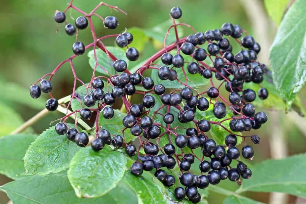 Come preparare la composta di sambuco, abbiamo ricette per te