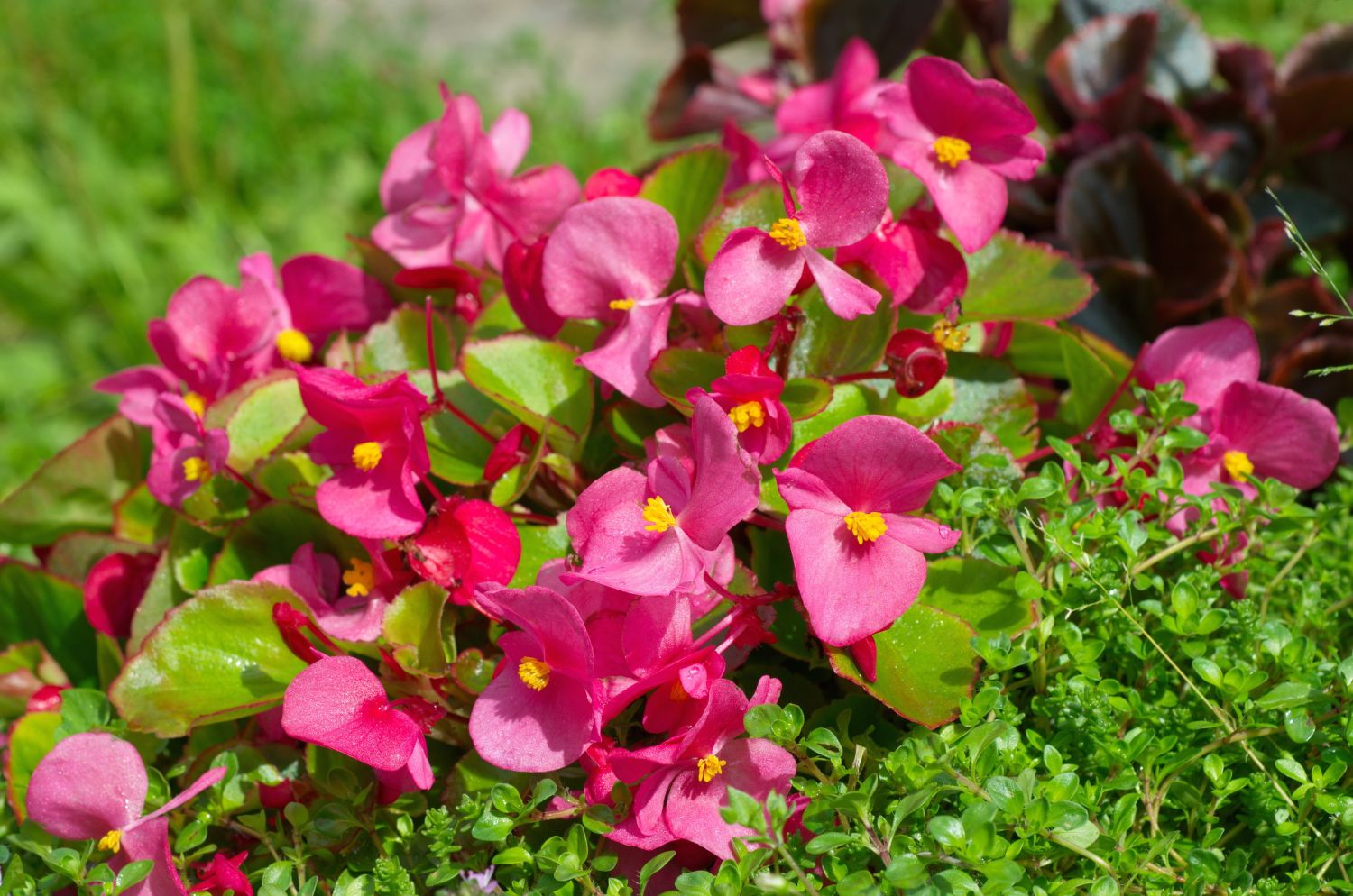 begonia semperflorens fiori da giardino che sbocciano tutto l'anno