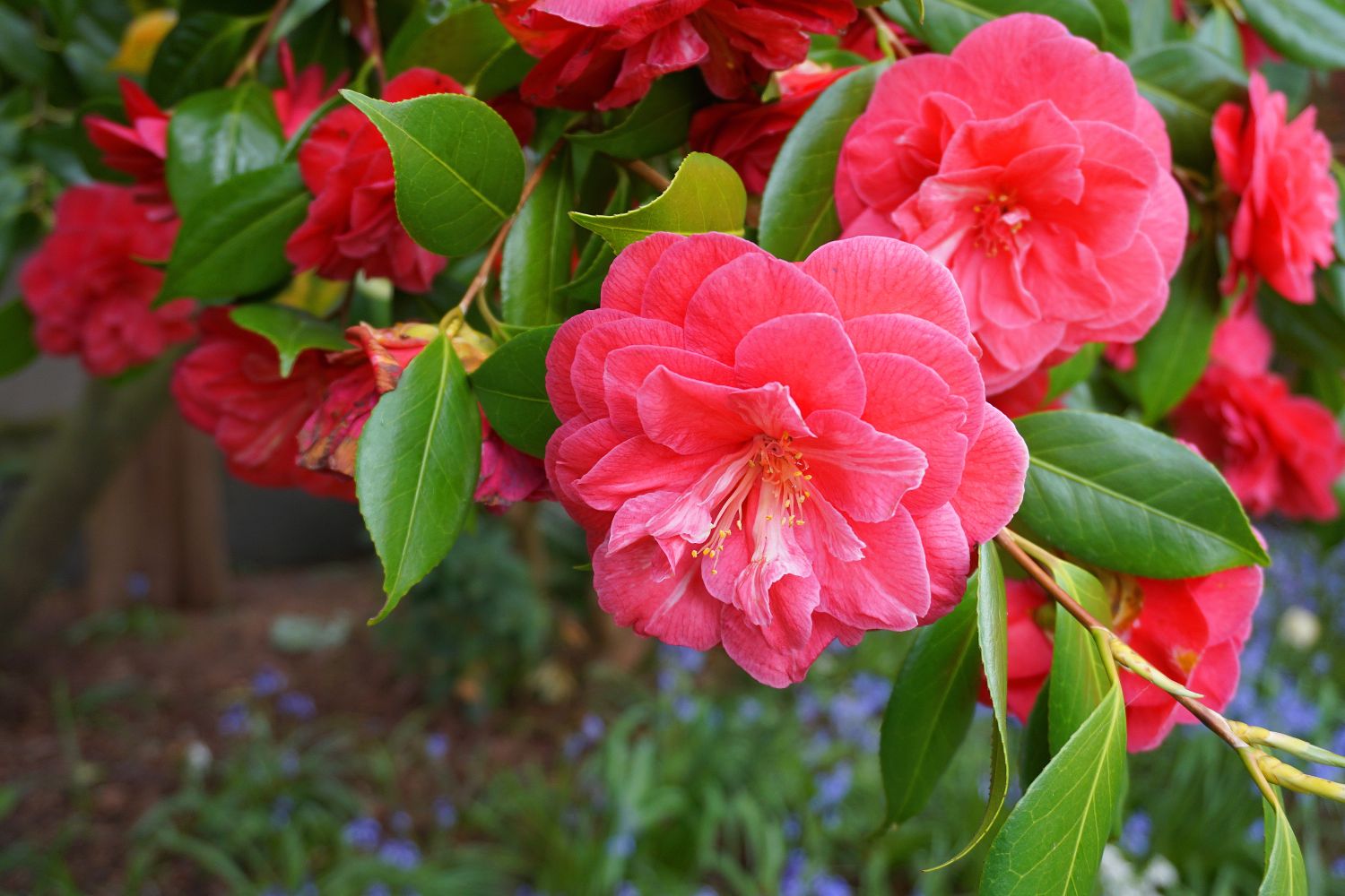 camelie fiori invernali