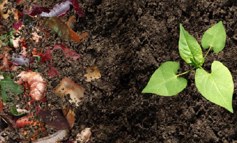 Cos’è il compost e come realizzarlo in casa