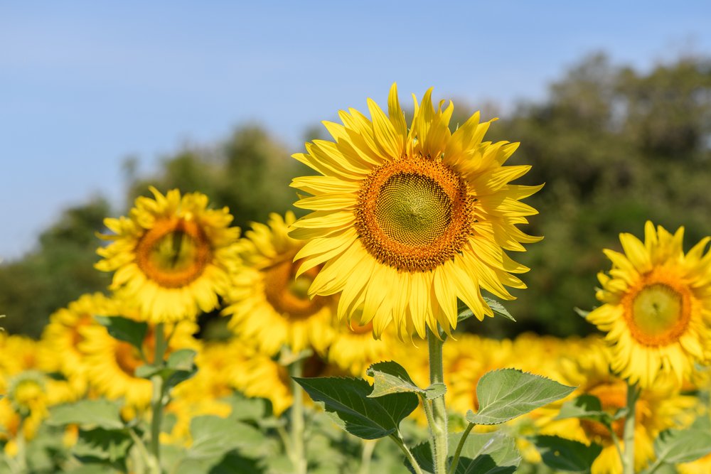 quali fiori non piantare accanto alle verdure