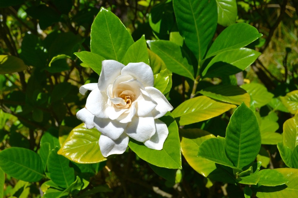 Quali fiori non piantare accanto alle verdure se vuoi avere un altro ricco raccolto