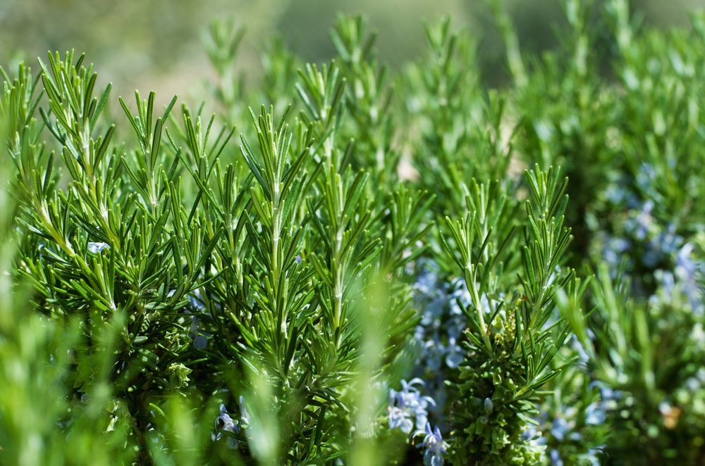 quali fiori non piantare accanto alle verdure