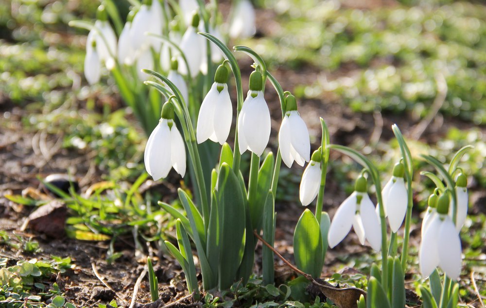 quali fiori non piantare accanto alle verdure