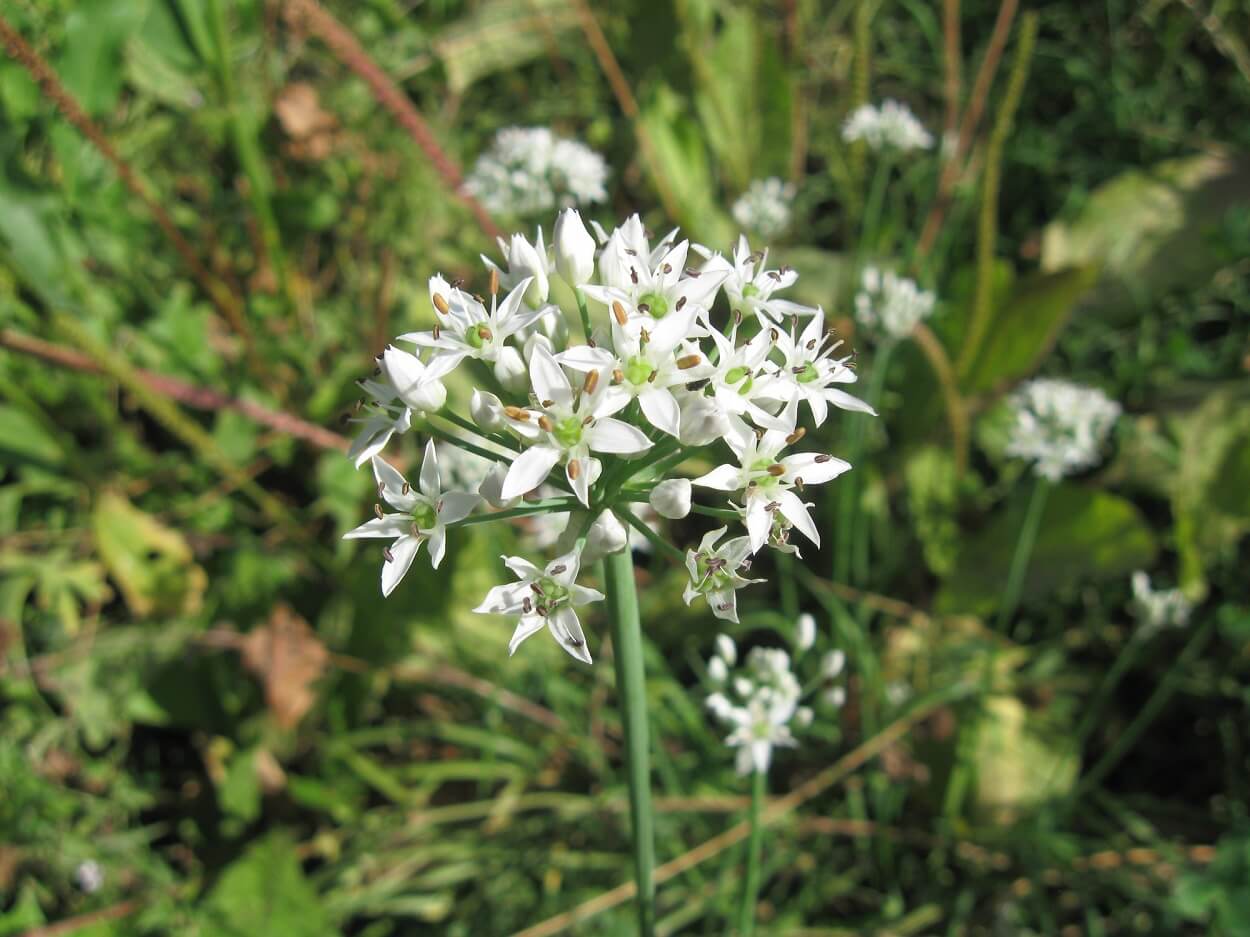 Erba cipollina in crescita