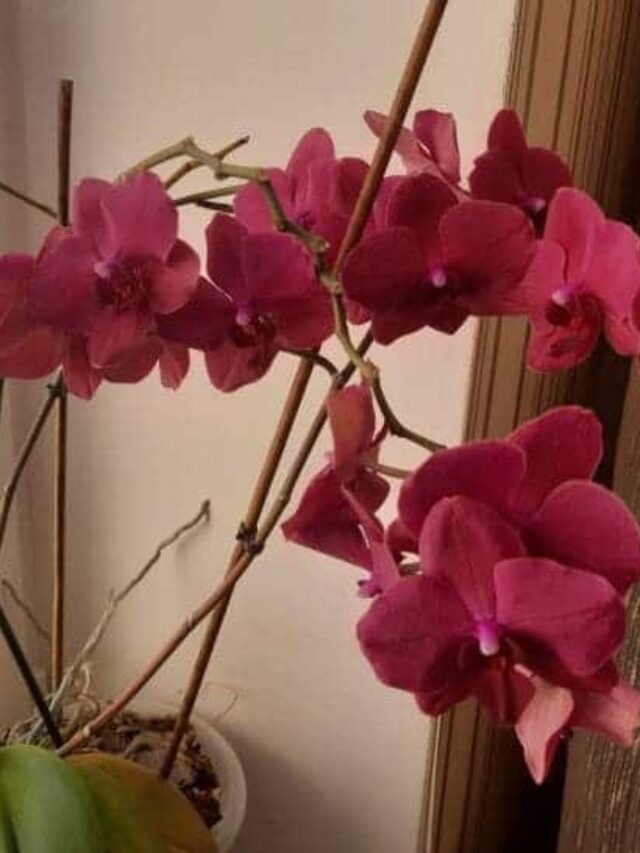 Come far fiorire un’orchidea: due fertilizzanti naturali ti salveranno