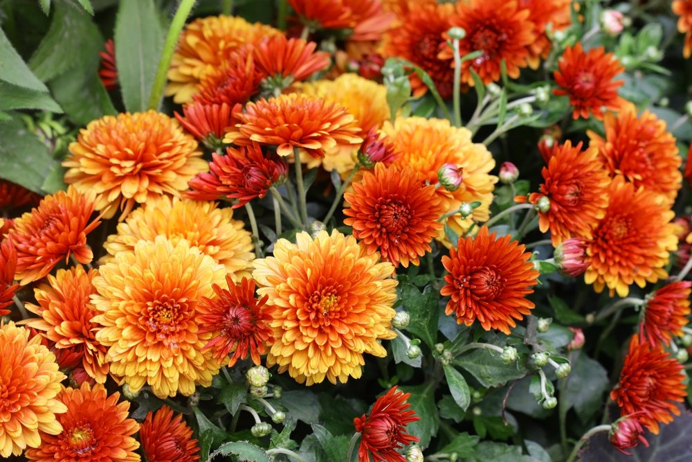 come ti prendi cura dei cespugli in giardino 