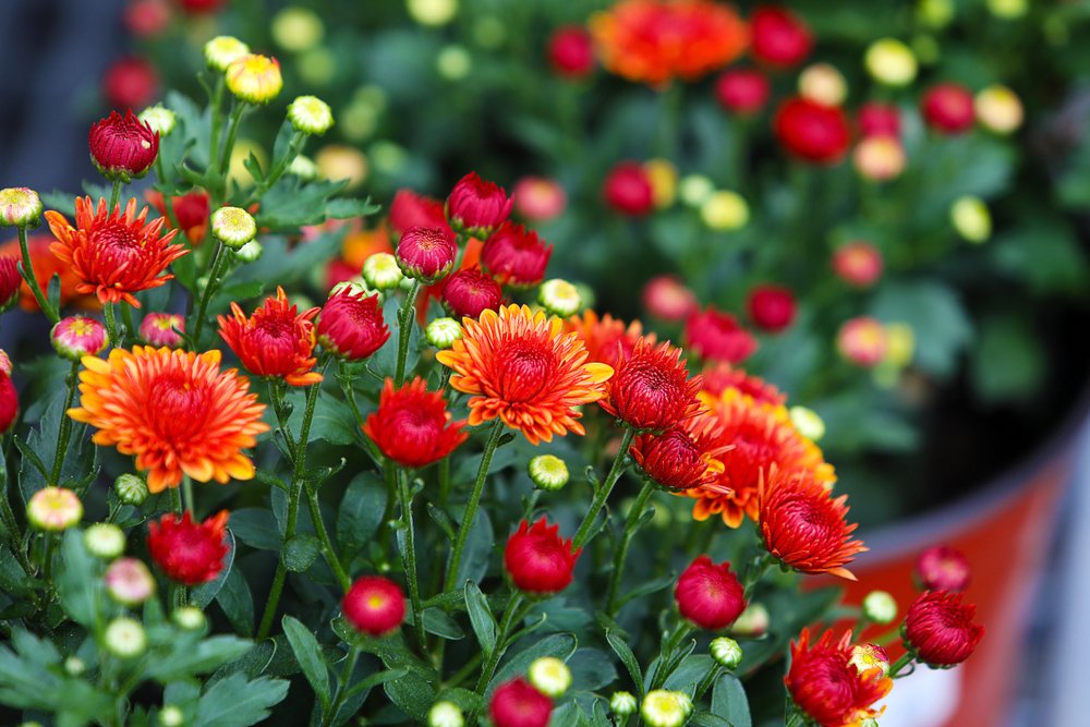 come ti prendi cura dei cespugli in giardino 