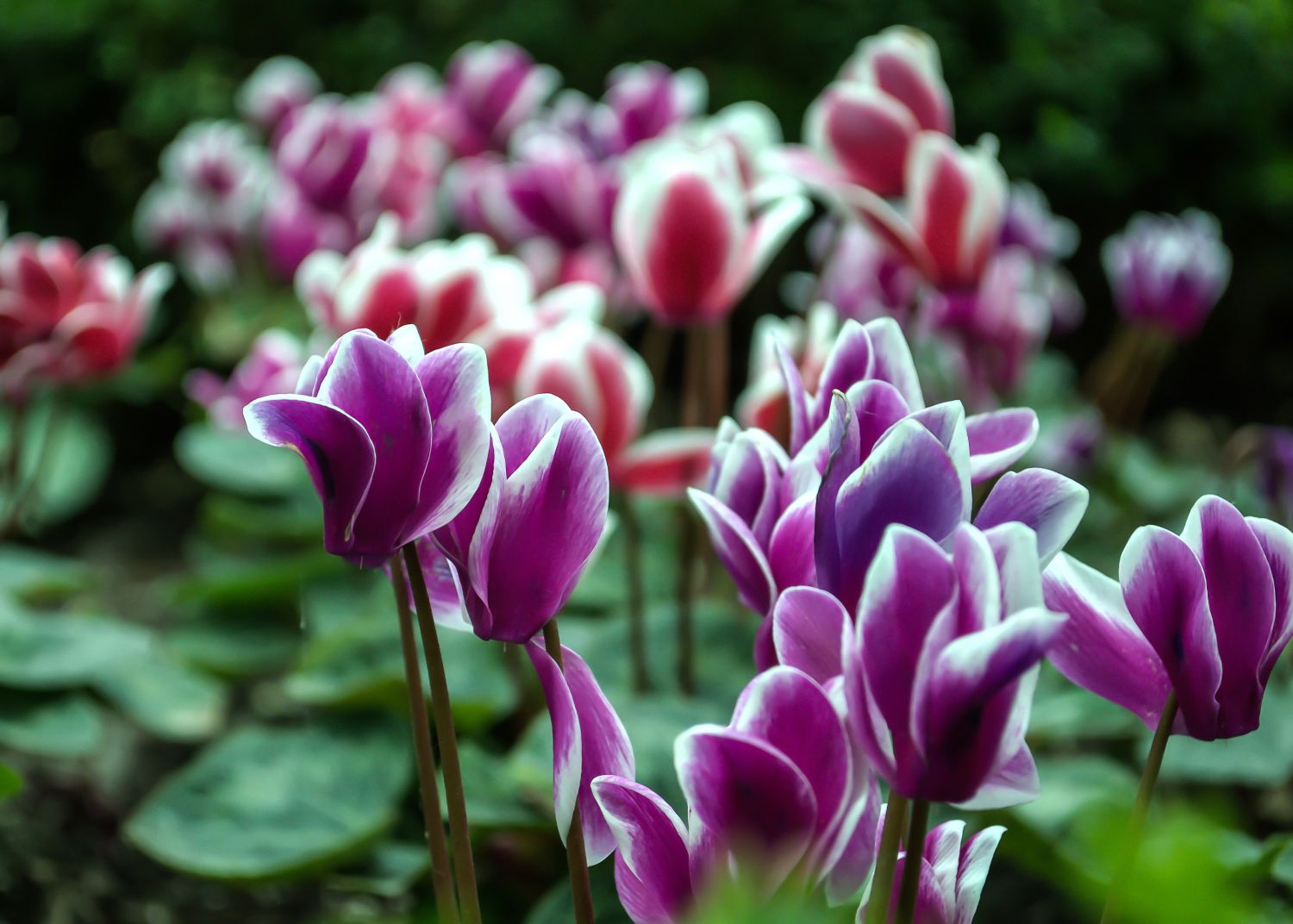 10 fiori da giardino che sbocciano quasi tutto l'anno e poche altre specie per ogni stagione