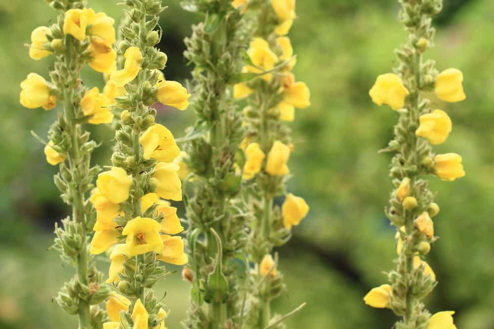 Rimedi erboristici del tuo giardino efficaci contro la tosse