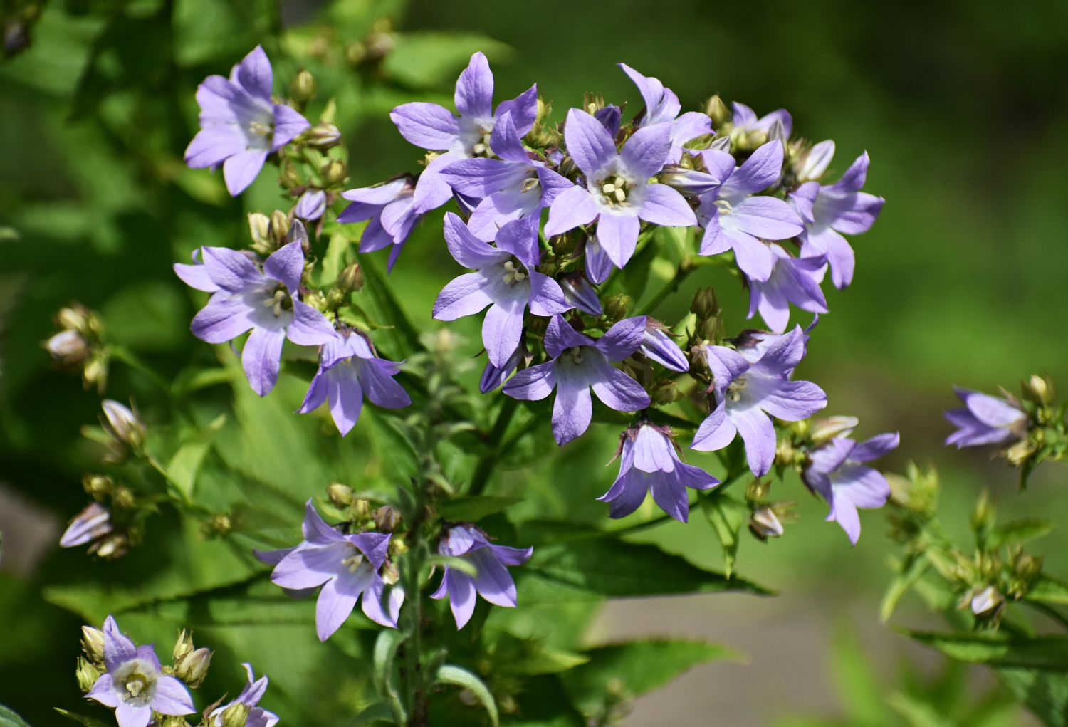 fiori da giardino campanula che sbocciano tutto l'anno