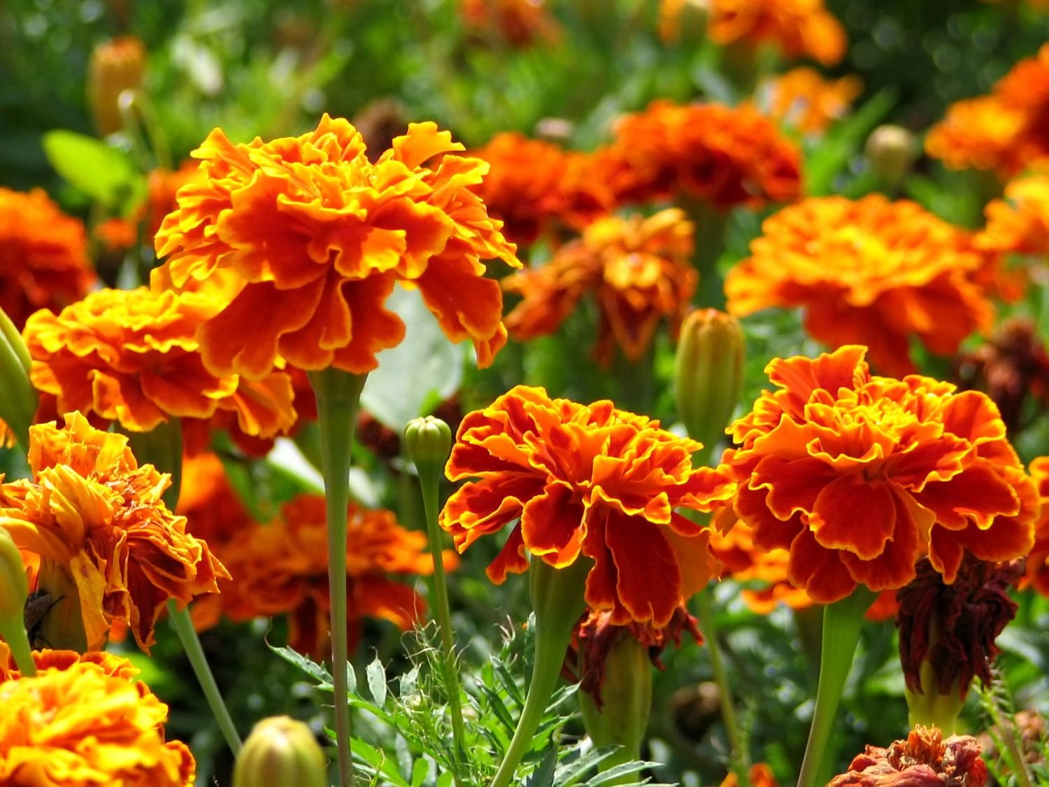 bellissimi fiori da giardino che sbocciano tutto l'anno