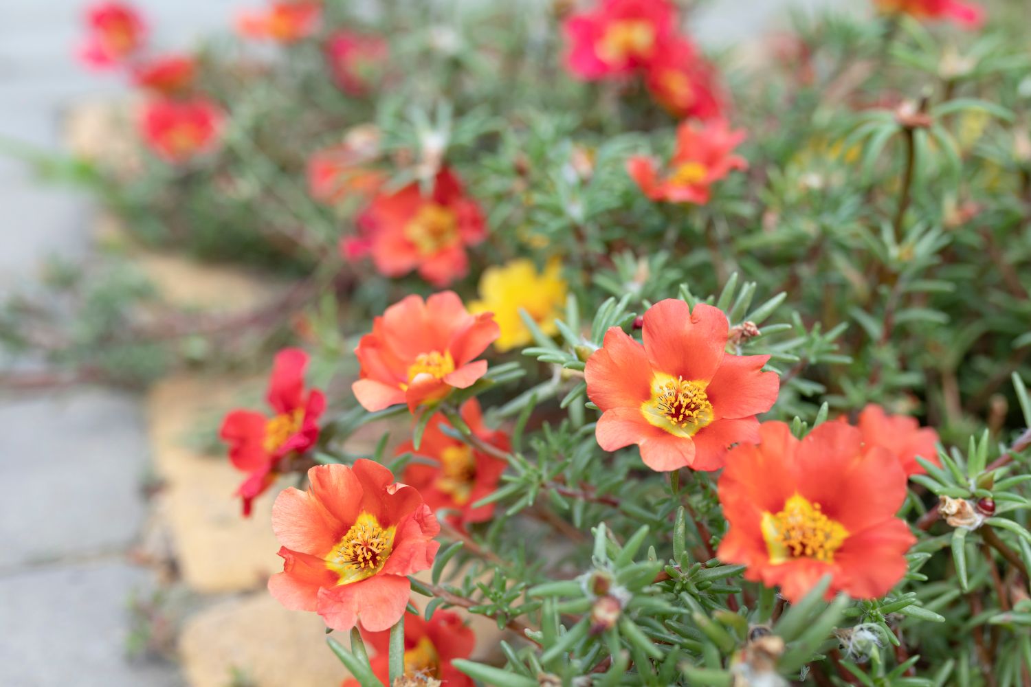 fiori di pietra fiori estivi