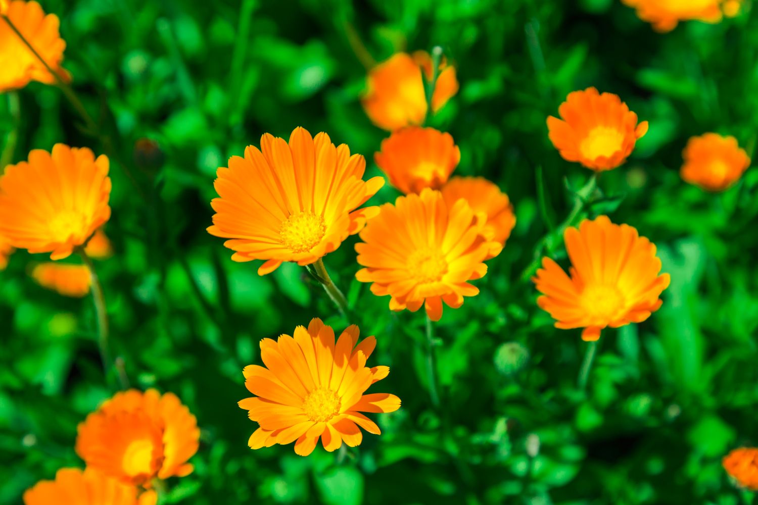 calendula calendula officinalis