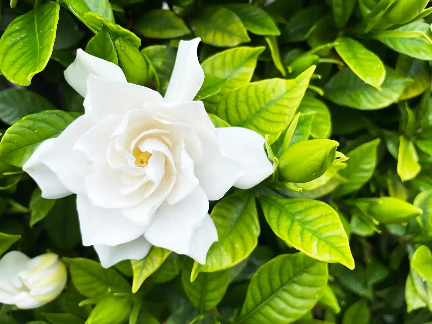 gardenia