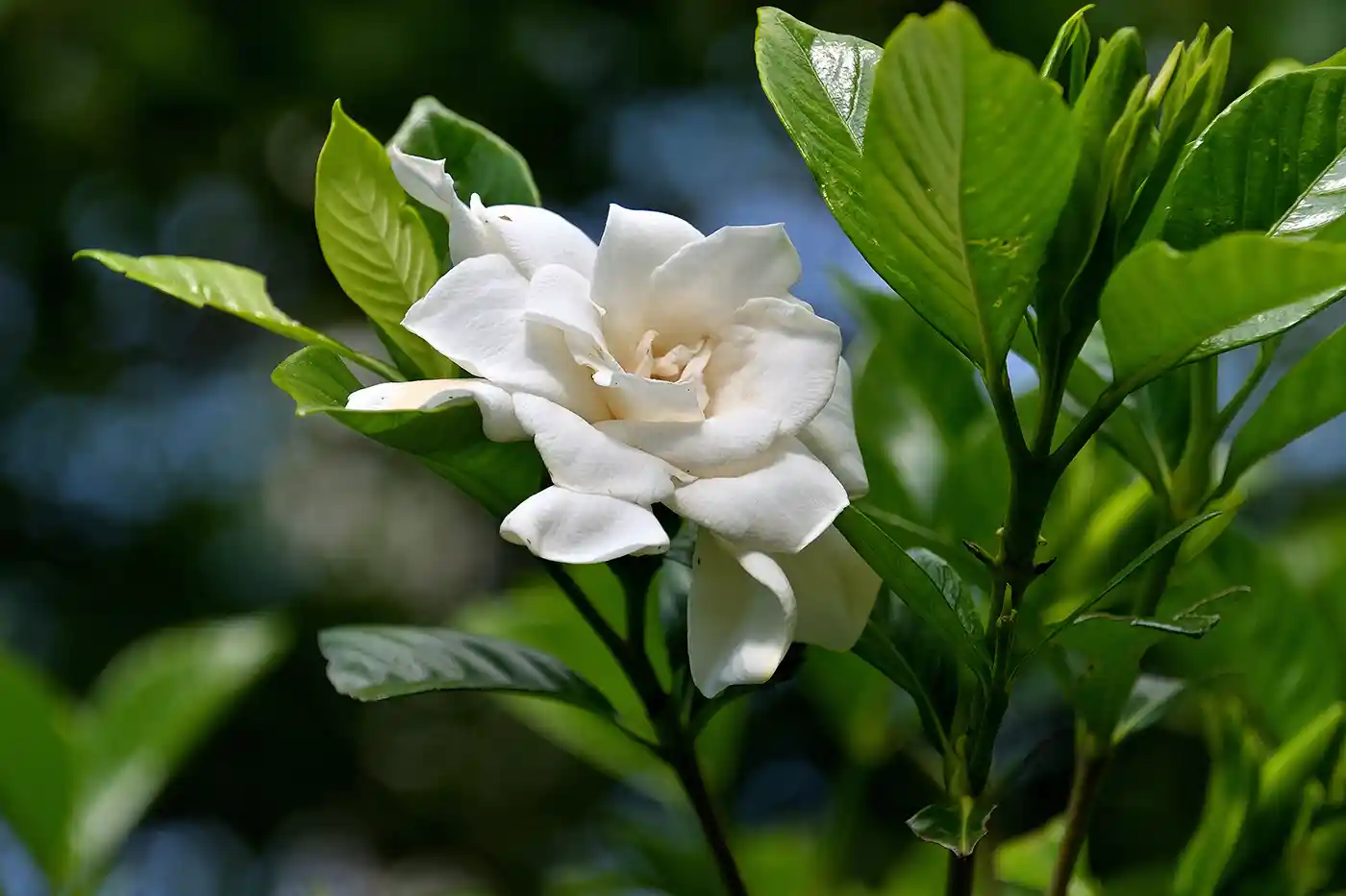 gardenia