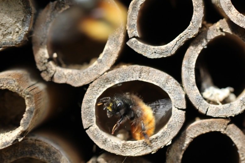 Prepara un HOTEL PER GLI INSETTI nel tuo giardino. Ti piacerà con il suo aspetto e allo stesso tempo ti ricompenserà in due modi