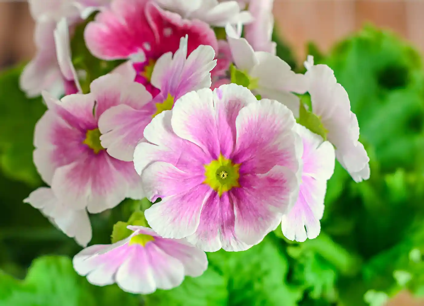 Primula