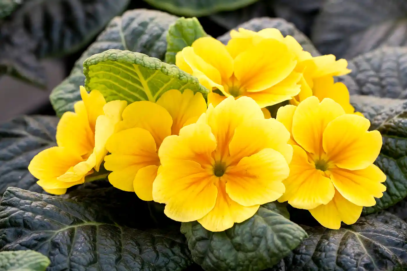 Primula