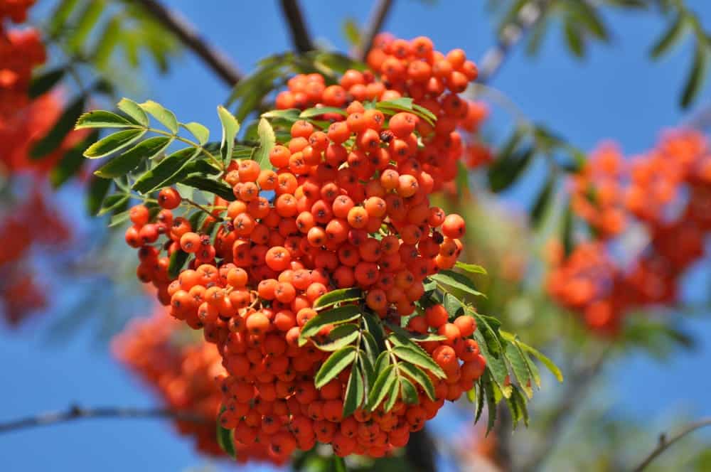 Trattamenti a base di erbe da piante del giardino come trattamento di supporto