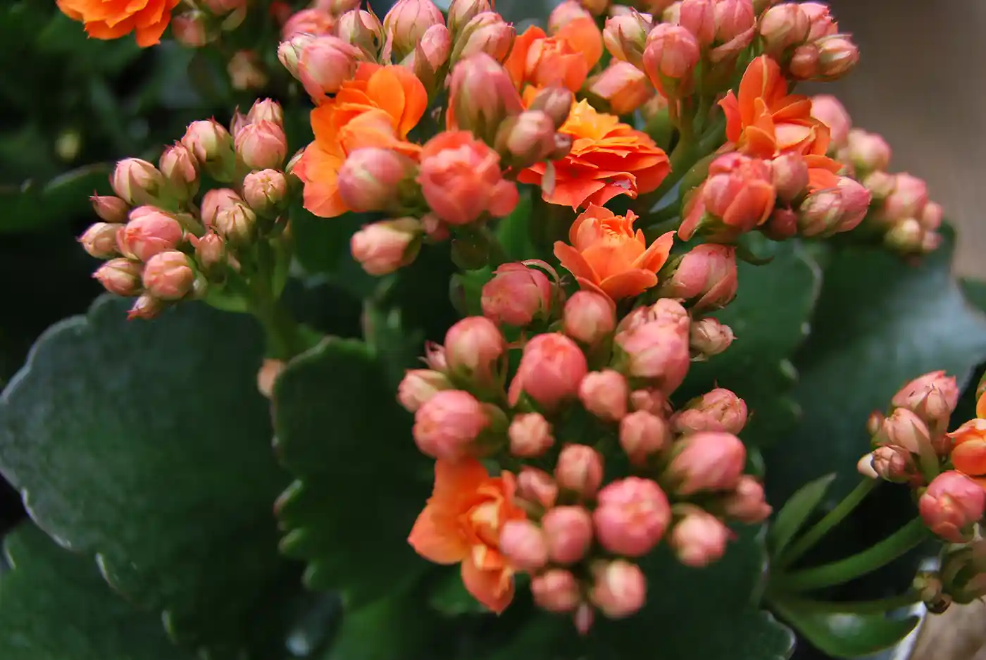 Kalanchoe