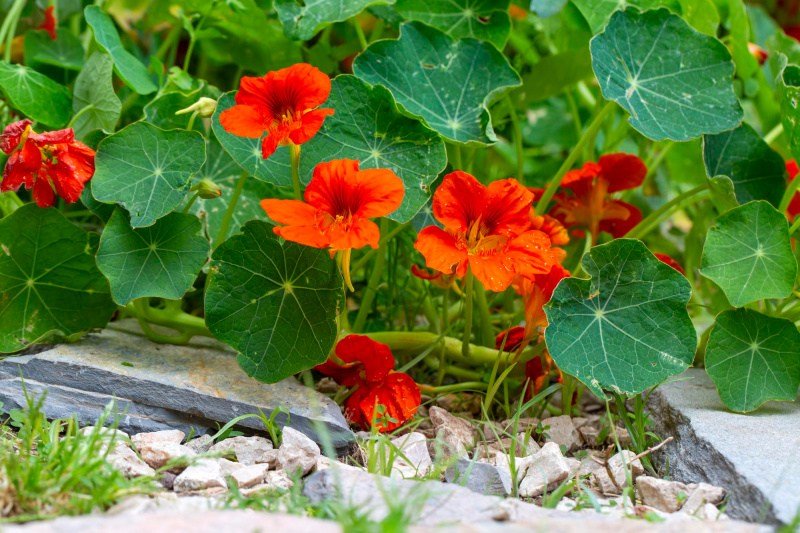 Le lumache evitano il mio giardino ad arco. Il giardiniere mi ha consigliato quali piante creeranno una protezione efficace!