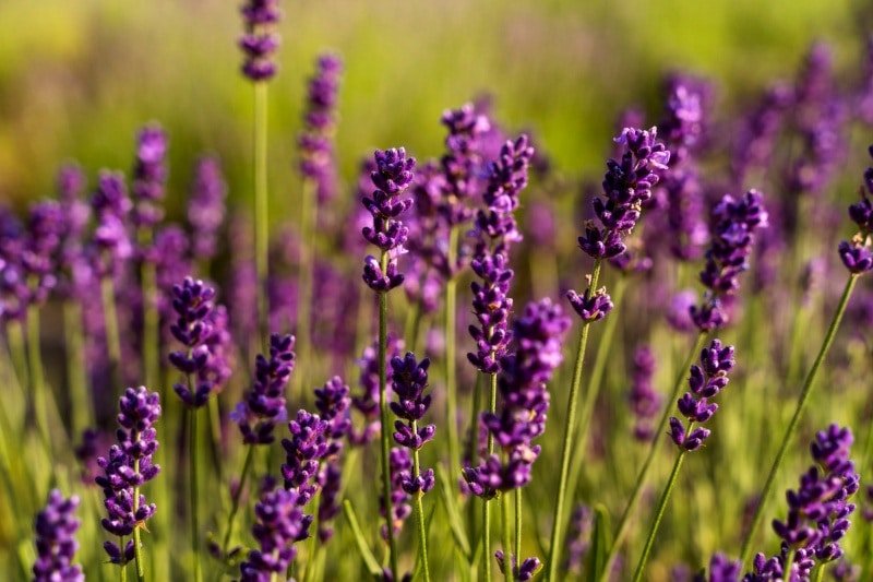 Le zecche temono da morire queste piante! Dovrebbero essere presenti in ogni giardino