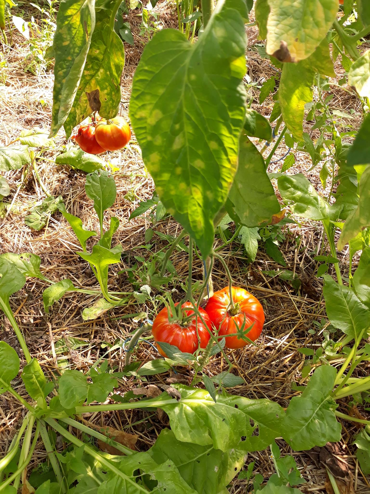 pacciame da giardino 