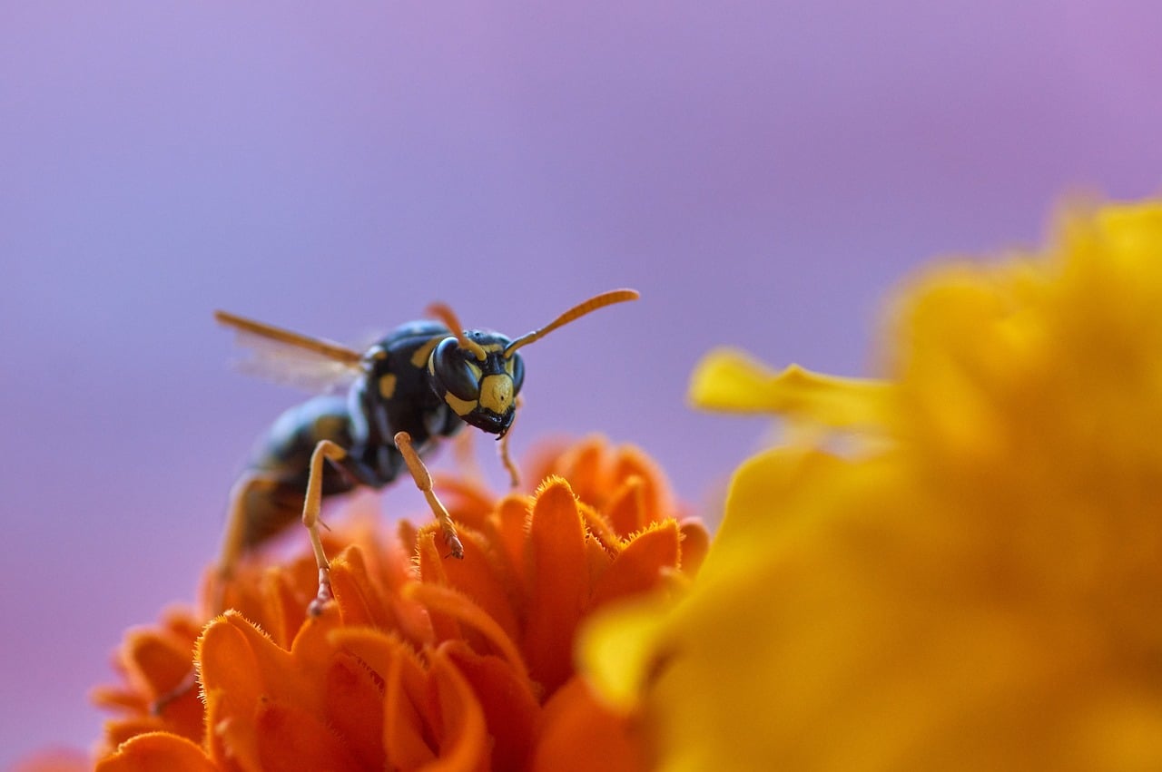 VESPE IN GIARDINO - COSA FARE?