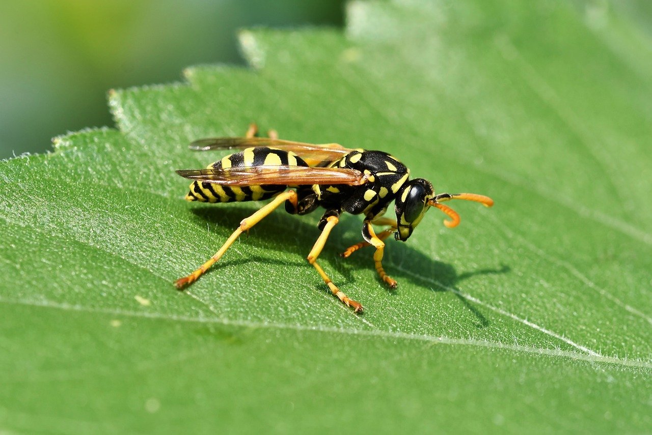 VESPE IN GIARDINO - COSA FARE?