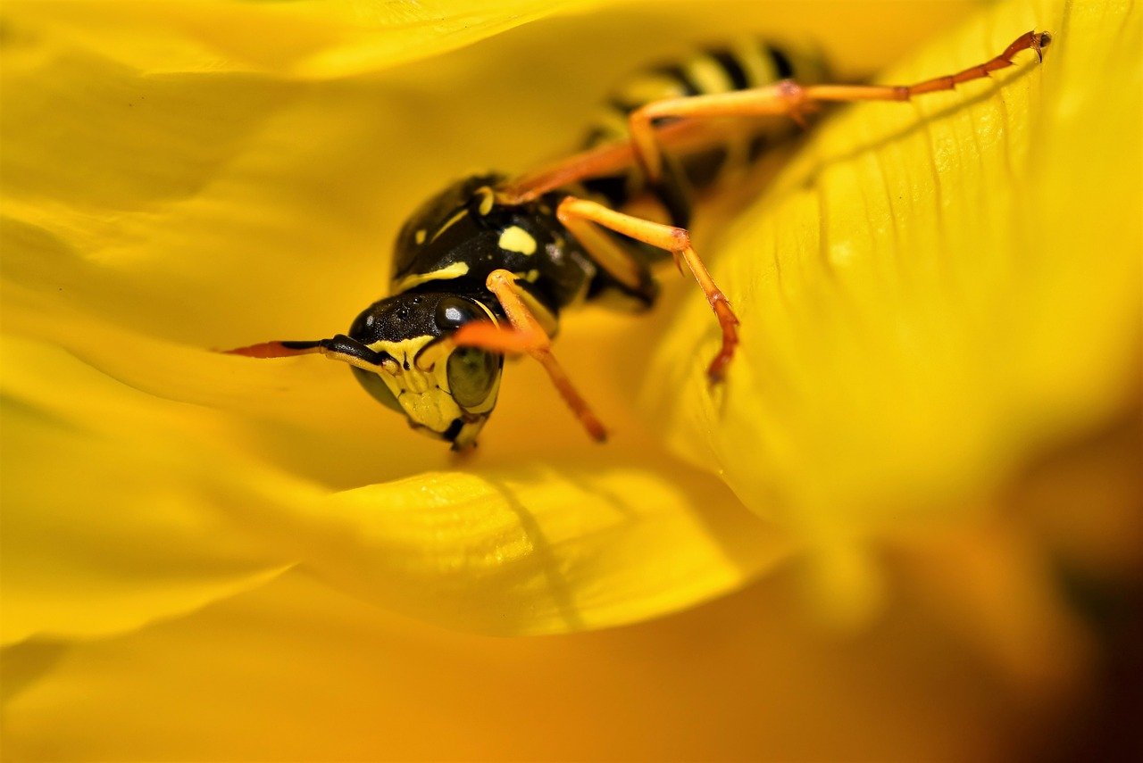 VESPE IN GIARDINO - COSA FARE?